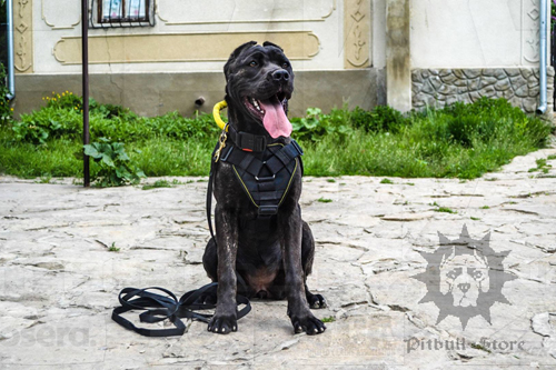 Nylon Dog Harness 