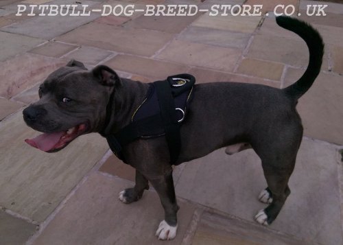 Staffordshire Bull Terrier Harness