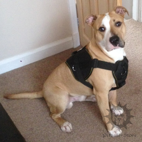 Dog Sport Harness