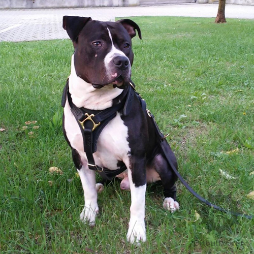 Walking amstaff harness