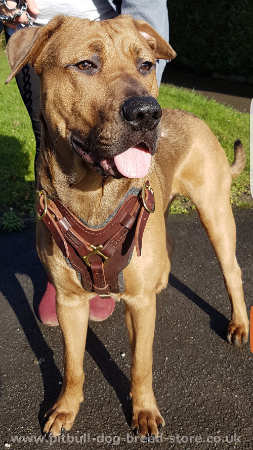 Padded Dog Harness