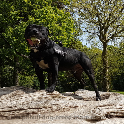 Staffy Harness