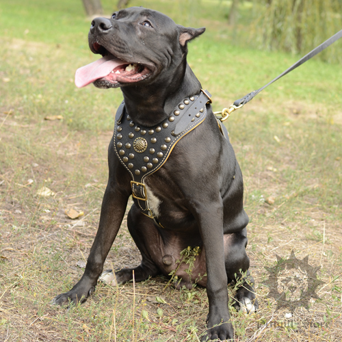 Studded Dog Harness