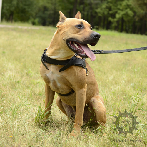 Pitbull Dog Harness