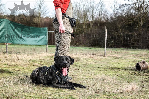 Working Dog Harness