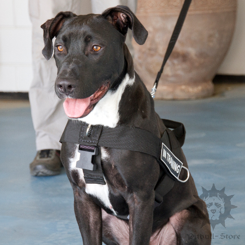 Dog Training Harness