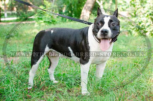 Dog Leash for Pitbull
