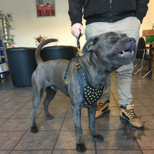 Cane Corso Traffic Lead