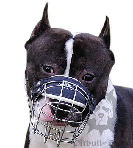 Pitbull
Dog Muzzle UK