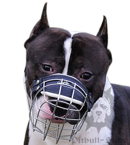 Pitbull
Dog Muzzle UK