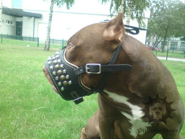 dog muzzles for sale