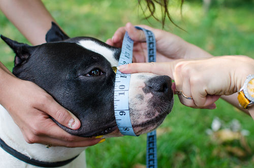 Snout Circumference