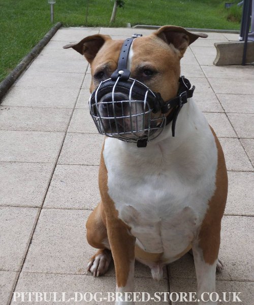 Amstaff Dog Muzzle