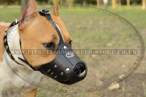 Amstaff Muzzle