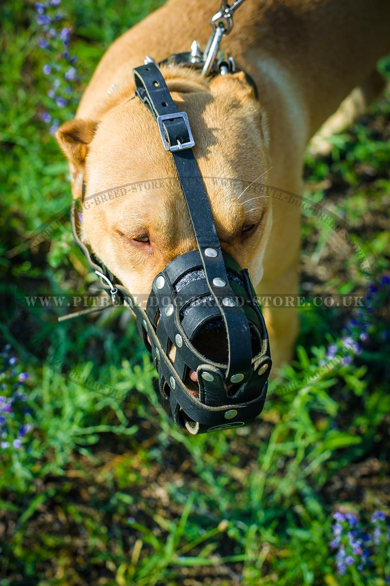 Padded Dog Muzzle for Pitbull Soft Dog Muzzle
