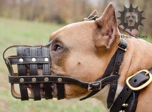 Staffordshire Bull Terrier Muzzle