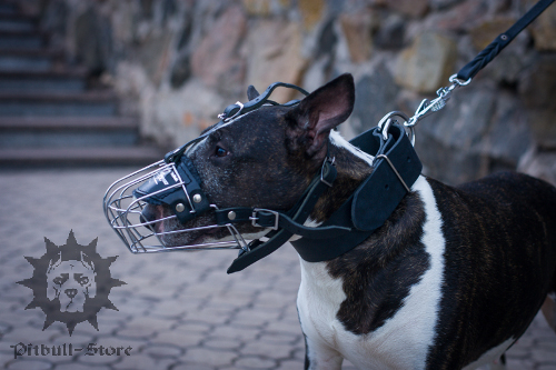 Bull Terrier Muzzle 