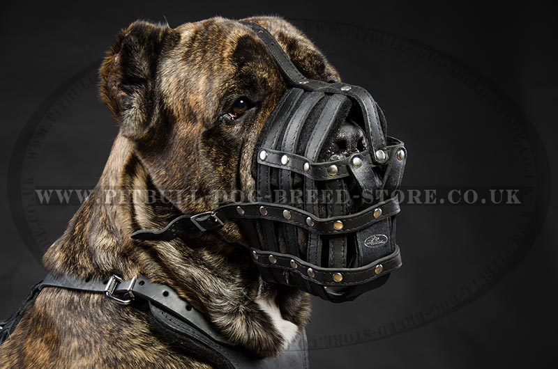 dog muzzle for cane corso