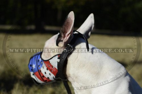 English Bull Terrier Muzzle UK