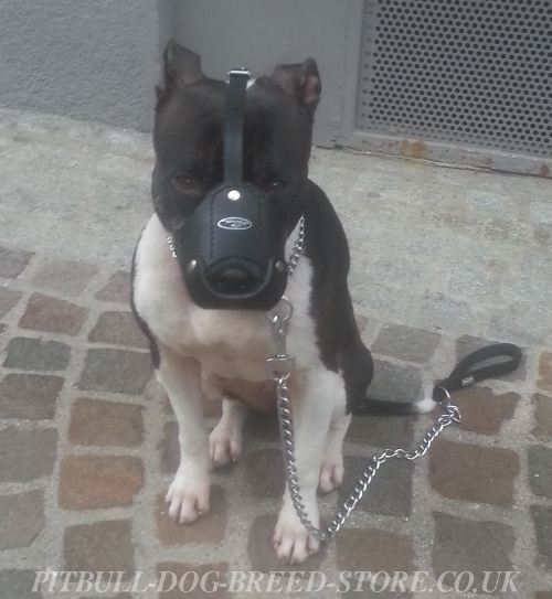 pitbull muzzle for sale