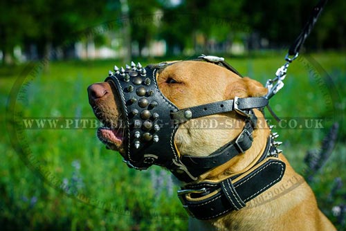 Leather Dog Muzzle