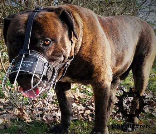 Wire Basket Dog Muzzle