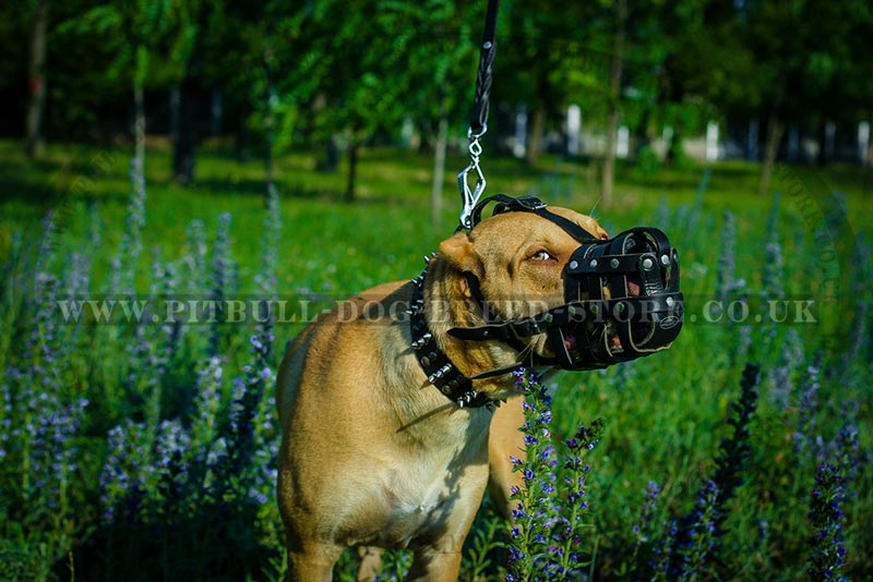 Padded Dog Muzzle for Pitbull Soft Dog Muzzle