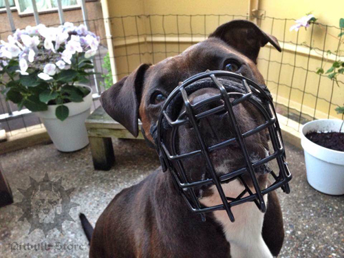 Pitbull Muzzle