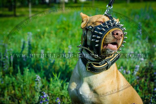 Pitbull Muzzle