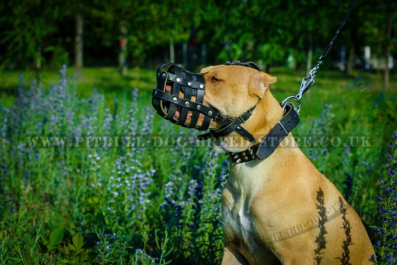 Padded Dog Muzzle for Pitbull Soft Dog Muzzle