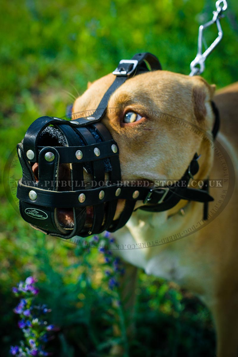 Padded Dog Muzzle for Pitbull Soft Dog Muzzle