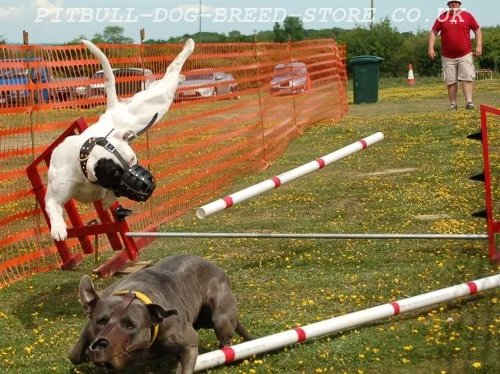 Staffy Dog Muzzle