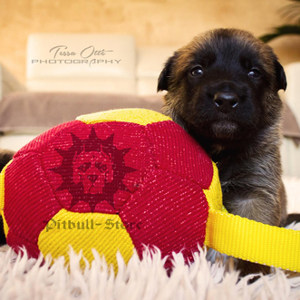 Dog Toys UK Delivery