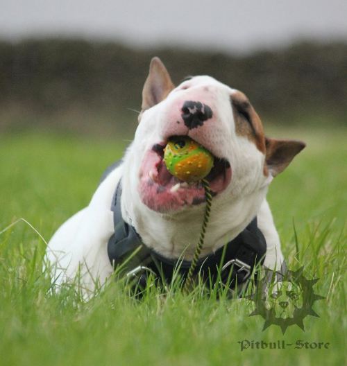 Dog Ball on Rope