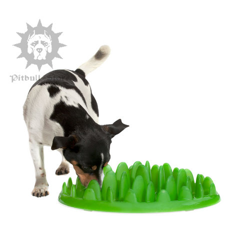 Dog Feeder Water Bowl