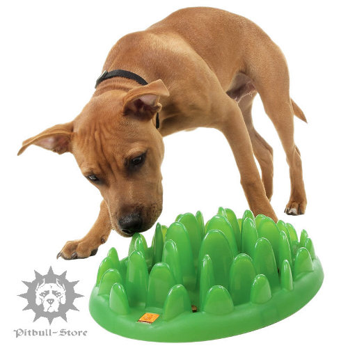 Dog Feeder Water Bowl