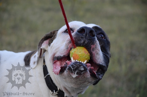 Dog Toy Ball on Rope