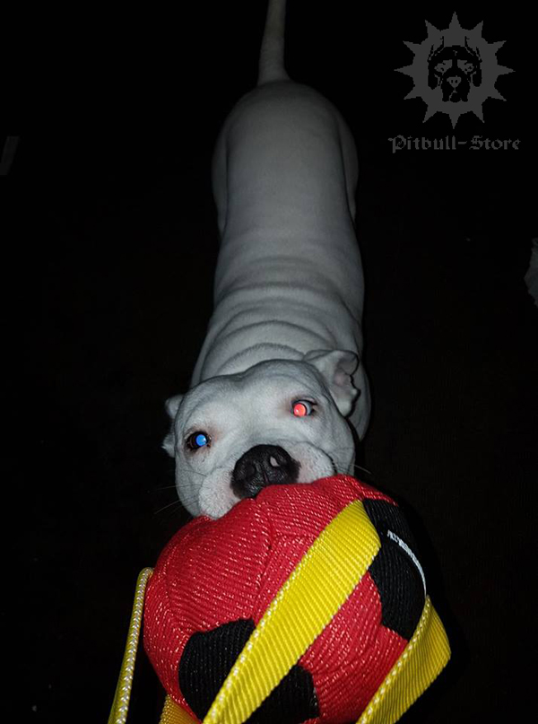 Tug Dog Toy