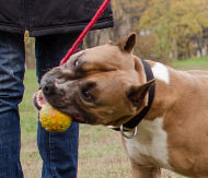 Dog Ball on Rope UK