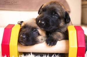 Dog Training Dumbbells UK