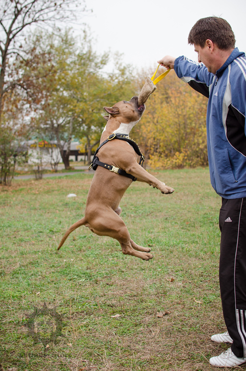 Pitbull Dog Spring Pole