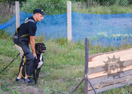 Dog Training Apron