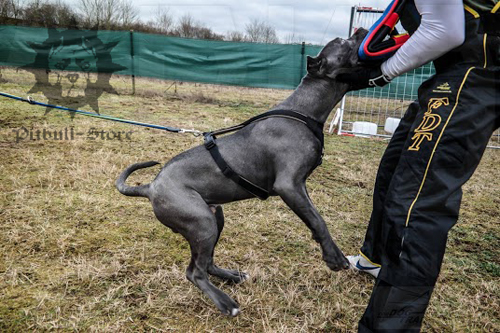 Attack Dog Training Gear