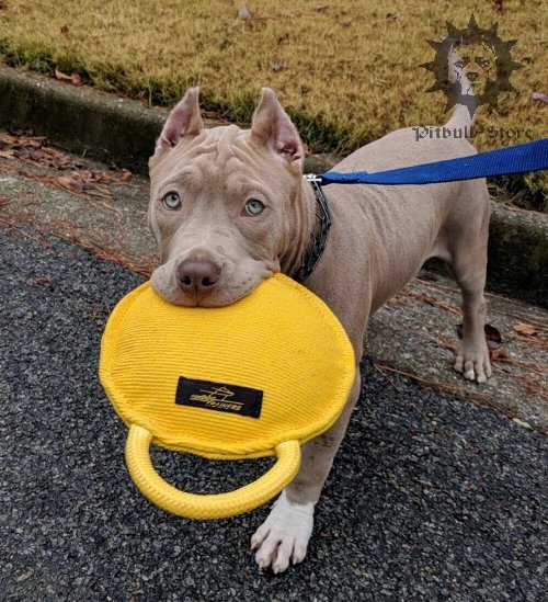 Dog Bite Tug Training