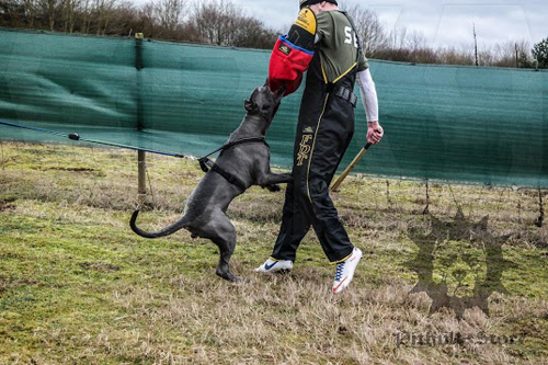 Dog Training Clothes