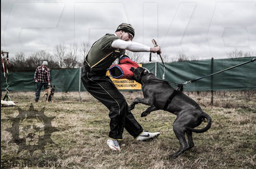 Dog Training
Sleeve