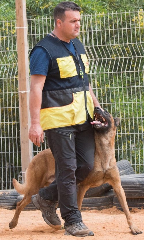 Dog Training Vest for Sale