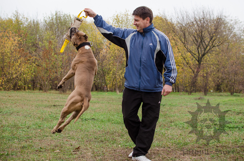 Fear to Part: If Your Staffy Is Afraid to Stay Alone