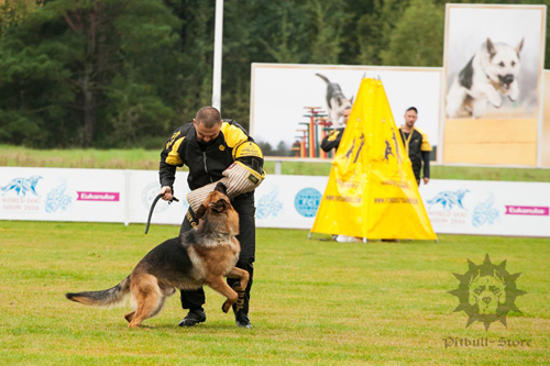 IGP Working Dog