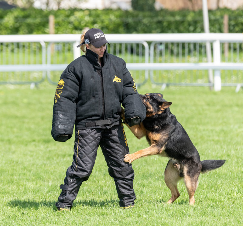 what qualifications do you need to be a dog handler